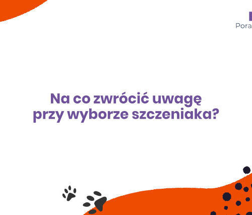 Na co zwrócić uwagę przy wyborze szczeniaka?